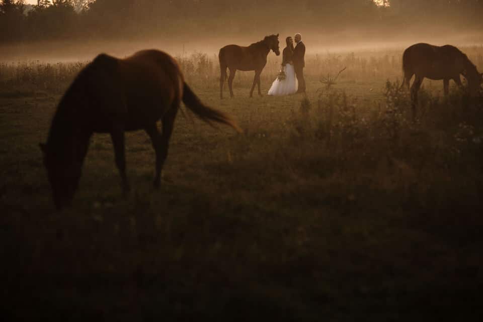 sesja ślubna z końmi we mgle
